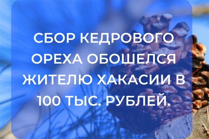 Жителя Хакасии, пойманного с 20 мешками кедровых шишек, оштрафовали на 104 тысячи